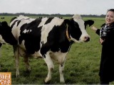 [每日农经]解密荷兰家庭牧场 阳光牧场和奶牛的福利