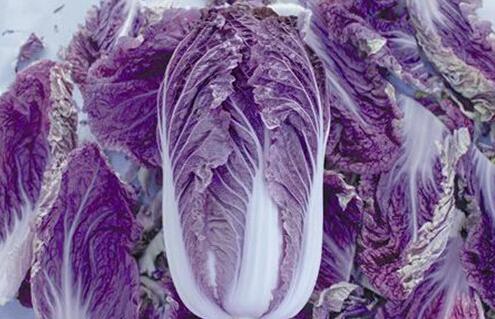 种植紫白菜和普通白菜有什么区别