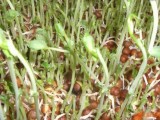 豌豆芽苗菜枯病和幼荚病怎样防治