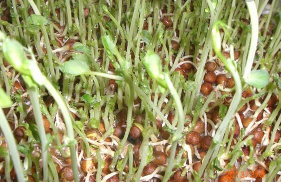 豌豆芽苗菜枯病和幼荚病怎样防治