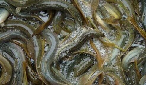 “泥鳅王”蒋元树养殖80亩泥鳅年产值可达700万元