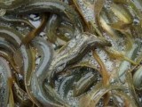 “泥鳅王”蒋元树养殖80亩泥鳅年产值可达700万元