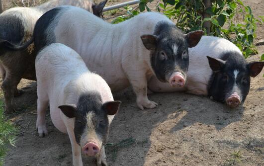 果园里养香猪 吉林姑娘康丹丹的养猪致富新模式