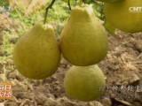 [每日农经]广东梅州金柚全身都是宝 种植沙田柚一亩利润过万元