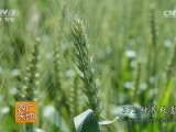 [农广天地]伊宁麦香葡萄甜 伊宁县小麦种植技术探秘