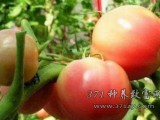 [农广天地]如何使西红柿着色良好