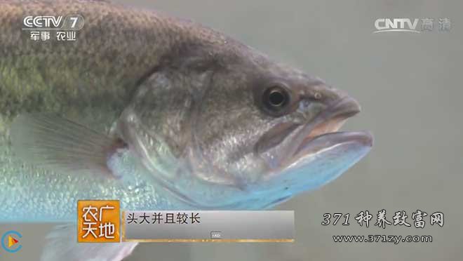 [农广天地]大口黑鲈鱼养殖技术