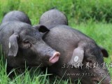 黑猪养殖效益高 海口贫困户杜振林靠养猪发家致富