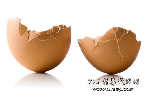 蛋壳加工蛋壳粉、蛋血粉肥 变废为宝的致富好点子