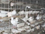 鸽子养殖成本利润分析 2017年养鸽子赚钱吗？