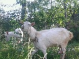 关中奶山羊年产奶量800-1200千克 投资成本低易养殖