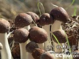 [绿色时空]寒冷露天下仿野生种出“效益”菇