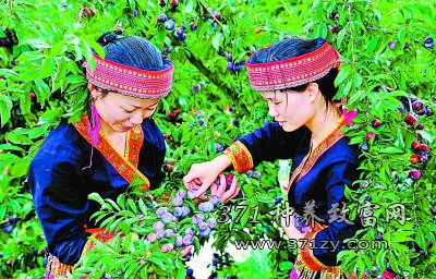 种植珍珠李有赚头 广西天峨县农户年收入高达50万元