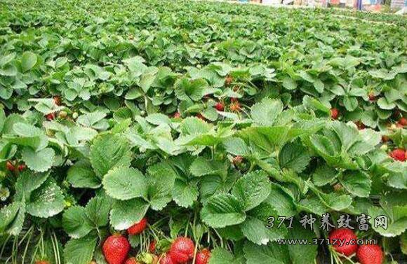 秸秆反应堆技术种植草莓一个大棚收入6万元