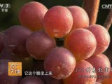 [农广天地]王飞农场四季来财 种植蔬菜水果年赚百万