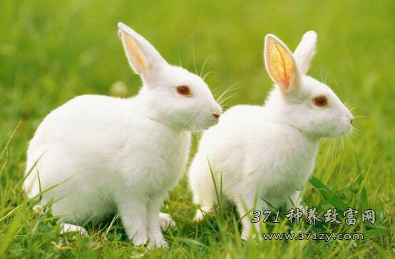 新手养兔引种兔时多长点心眼莫被忽悠了