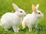 新手养兔引种兔时多长点心眼莫被忽悠了