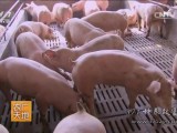 [农广天地]高架网床养猪技术 广西陆川黄祖东让猪住上二层楼
