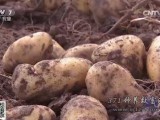 [科技苑]河北承德围场如何把土豆产业做到极致