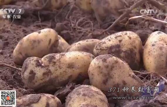 [科技苑]河北承德围场如何把土豆产业做到极致