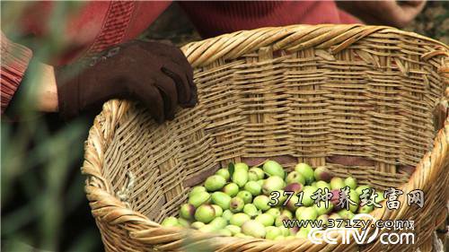 [致富经]油橄榄种植加工 甘肃陇南蒲建新靠难吃的果子年入两千万