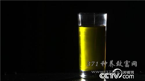 [致富经]油橄榄种植加工 甘肃陇南蒲建新靠难吃的果子年入两千万