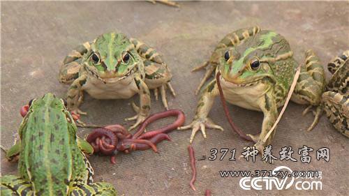 [致富经]青蛙养殖 双胞胎蔡凯与蔡成“败家子”的命运反击战