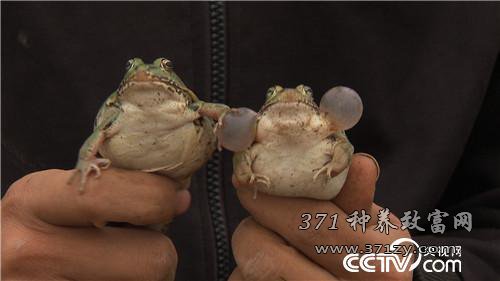 [致富经]青蛙养殖 双胞胎蔡凯与蔡成“败家子”的命运反击战