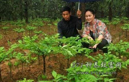 湖南会同钟果林返乡种植魔芋带村民致富的创业故事