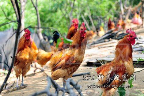 淮北曹建强松柏树下养鸡 吃柏树籽的鸡价高不愁销
