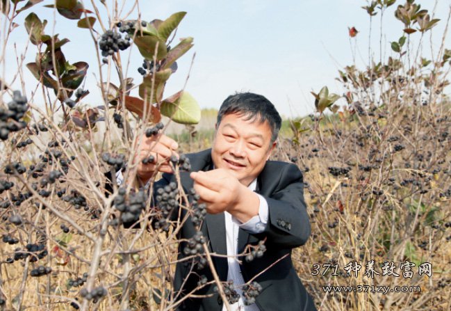 种植黑果腺肋花楸亩产收入2万元 辽宁陈世富不种玉米种“黑珍珠”