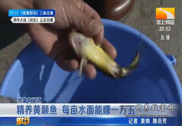 黄颡鱼养殖效益高 精养黄颡鱼每亩水面能赚一万五