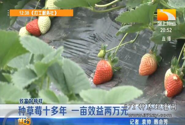 湖北荆州彭定海大棚种草莓一亩效益两万元