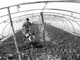 新品种“新早佳西瓜”上市早采摘时间长 每亩预计收入10万元