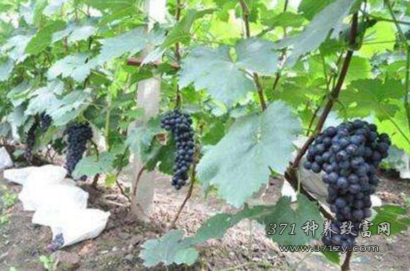 葡萄种植成本和效益分析，种葡萄赚钱吗？