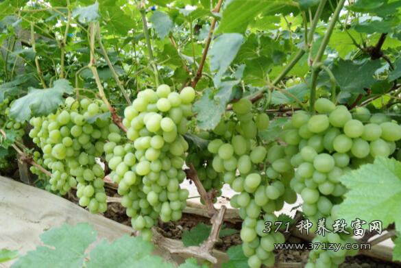 葡萄种植成本和效益分析，种葡萄赚钱吗？