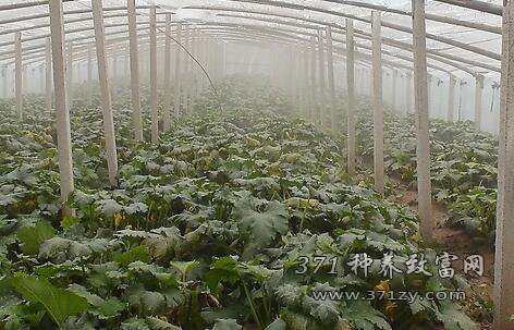 大棚蔬菜农作物如何应对雾霾天气