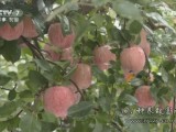 [农广天地]探寻甘肃正宁红富士苹果和紫苏种植技术
