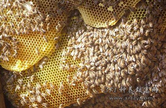 黔江“养蜂大王”张茂盛冬天养蜜蜂经验谈