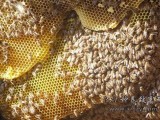 黔江“养蜂大王”张茂盛冬天养蜜蜂经验谈