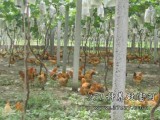 一亩葡萄园可以养多少只土鸡