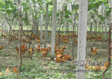 一亩葡萄园可以养多少只土鸡