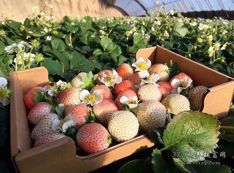 90后大学生贾建冬种植大棚白草莓的创业路