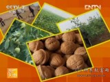 [农广天地]清香核桃栽培技术：幼树的管理