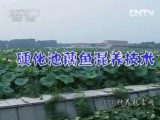 [农广天地]硬化池藕鱼混养技术