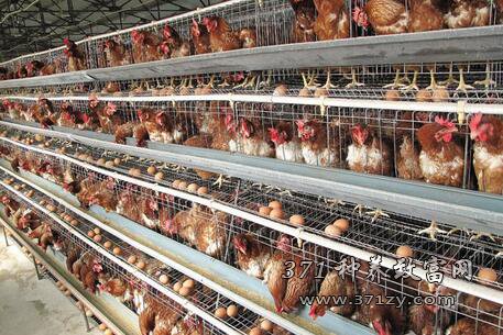 春季提高养鸡效益的关键技术措施