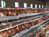 禽流感怎样预防？蛋鸡养殖大户预防禽流感的方法