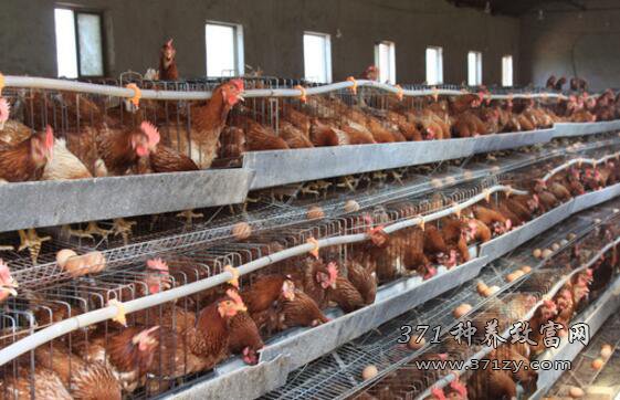 禽流感怎样预防？蛋鸡养殖大户预防禽流感的方法