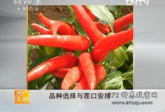 [农广天地]新疆日光温室辣椒栽培技术