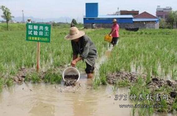 稻田养殖效益高 陕西汉中稻田生态养殖项目助农增收